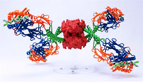 MHC-Peptide Tetramer